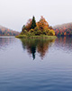 lake with trees on island