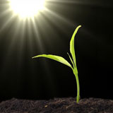 green seedling reaching toward the sun