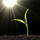 green seedling reaching toward the sun