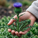 Gentle hand reaching for a beautiful flower on a thistle plant