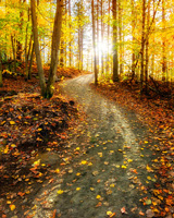 Path through autumn forest with sun coming through trees