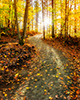 Path through autumn forest with sun coming through trees