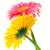 pink and yellow gerber daisies