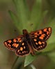 orange butterfly