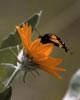 butterfly getting nectar from yellow flower