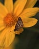 yellow daisy with butterfly