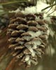 pine cone covered in snow