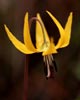 yellow flower against brown background