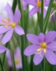 purple flowers