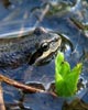 frog peeking out of pond water