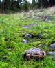 frogs in green grass