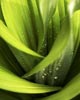 new green leaves of a Hosta plant