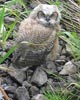 young owl