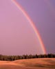 rainbow over hill with pine trees and wheat fields