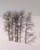 bare tree trunks standing in snow