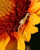 white spider on yellow sunflower