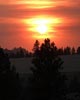 orange sunset over pine tree forest