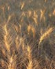 close-up of wheat in field