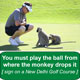 Man bent down on golf course looking at monkeys (Text: You must play the ball from where the monkey drops it - sign on New Delhi golf course)