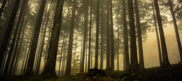 looking up through tall trees at dusk