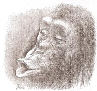 drawing of a chimpanzee