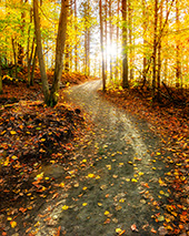 Caminho em uma floresta no outono com sol através das árvores