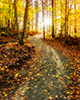 Caminho em uma floresta no outono com sol através das árvores